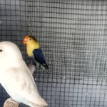 Close Up View Of Three Types Of Agapornis (Love Birds) With Different Colors In A Cage