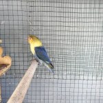 A Colorful And Beautiful Parblue Lovebird Parrot In A Cage In The Home Garden
