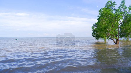 Foto de Vista natural del agua de mar en la marea alta y un árbol de tapete (Sonneratia Alba) - Imagen libre de derechos