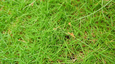 Eine Art Japanisches Gras (Zoysia Japonica), das sehr fruchtbar, grün und dick ist, um den Hof zu schmücken
