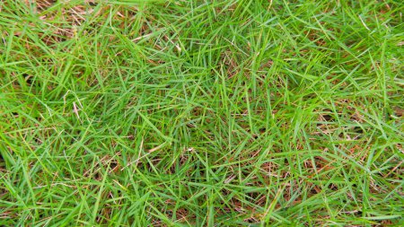 Ce type d'herbe japonaise (Zoysia Japonica) est de couleur verte fraîche