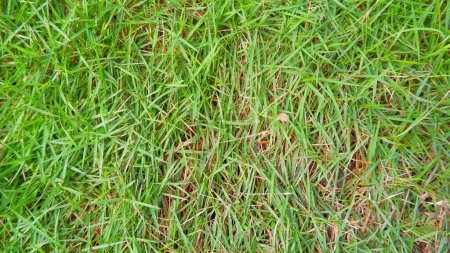 Un type d'herbe japonaise (Zoysia Japonica) qui est utilisé comme herbe de jardin à la maison