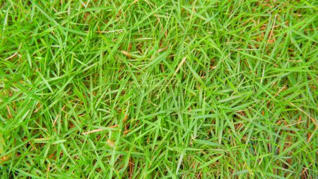 Japanisches Gras (Zoysia Japonica) ist grün und saftig
