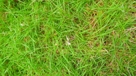 Nahaufnahme von üppigem und grünem japanischen Gras (Zoysia Japonica)).