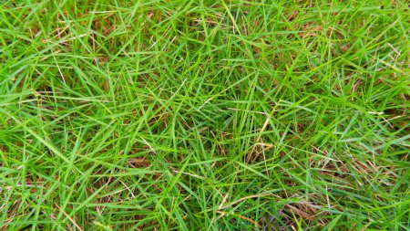 Fresh And Green Japanese Grass, Close Up View
