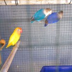 Three Types Of Love Birds With Beautiful Colors Are Perched In A Cage