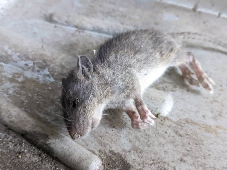 Photo for A close up of dead Rattus norvegicus or rat - Royalty Free Image