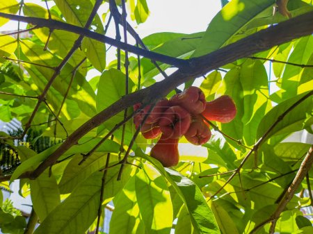 Téléchargez les photos : Syzygium samarangense fruit accroché à l'arbre - en image libre de droit