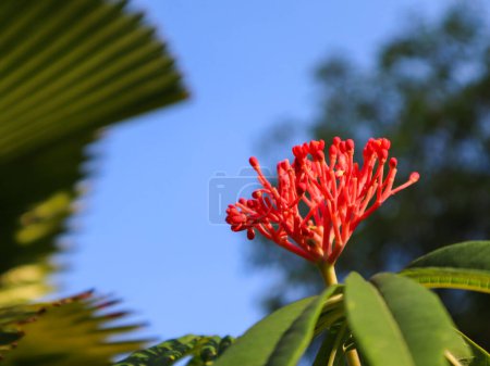 Photo for Close up of jatropha podagrica flower - Royalty Free Image