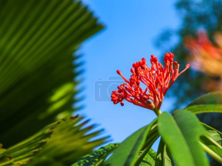 Photo for Close up of jatropha podagrica flower - Royalty Free Image