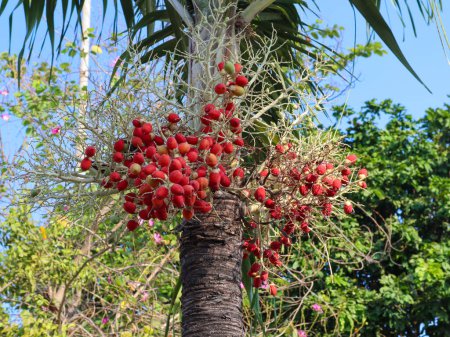 Téléchargez les photos : A licuala grandis fruit - en image libre de droit