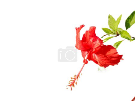 hibiscus rosa sinensis flower with white background. isolated