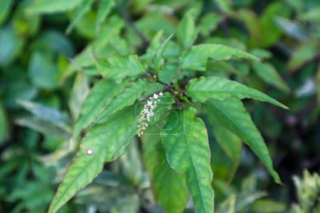 Photo for A close up of rivina humilis plant - Royalty Free Image