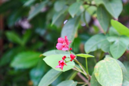 Nahaufnahme von Jatropha integerrima Pflanze und Blume