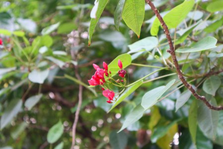 Nahaufnahme von Jatropha integerrima Pflanze und Blume
