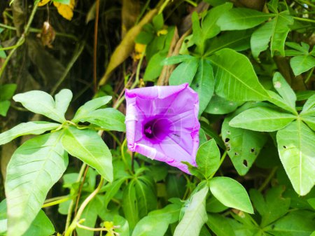 a close up of ipomoea cairica plant. family convolvulaceae