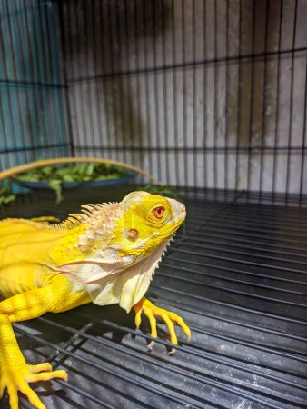 close up of iguana inside cage