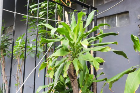 a dracaena fragrans plant. also known as striped dracaena, compact dracaena, and corn plant