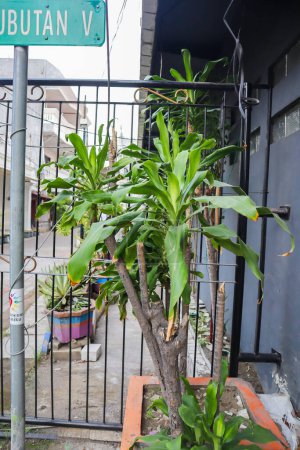 a dracaena fragrans plant. also known as striped dracaena, compact dracaena, and corn plant