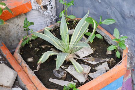 una planta de furcraea foetida. Cabuya gigante, aloe verde o cáñamo de Mauricio