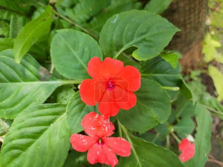 a impatiens walleriana plant. from family balsaminaceae