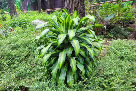 a dracaena fragrans plant in forest