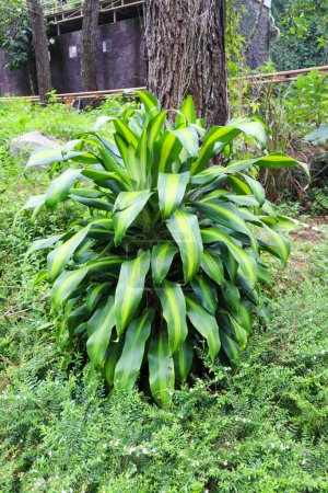 a dracaena fragrans plant in forest