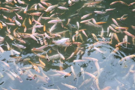 Foto de Estanque de peces contiene muchos peces en taman kemesraan - Imagen libre de derechos