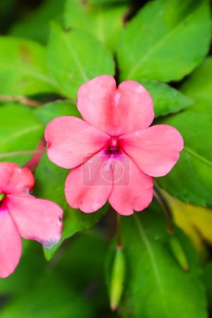 a close up of impatiens walleriana plant