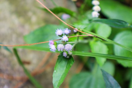 close up of ageratum conyzoides plant