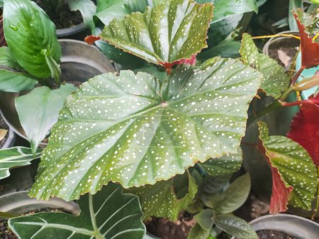 a close up of begonia maculata plant