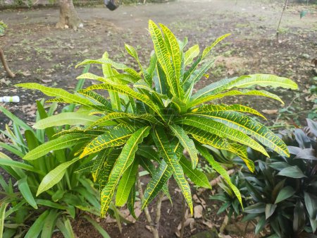 Croton, pudding or kroton is a popular garden ornamental plant in the form of a shrub with very varied leaf shapes and colors