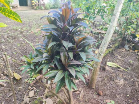 Andong, ti or hanjuang is an ornamental plant from the Asparagaceae family, which originates from Austronesia, Southeast Asia and Oceania
