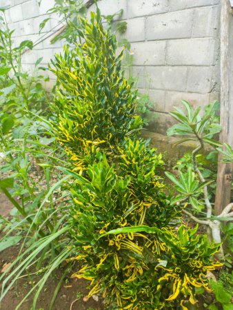 Croton, pudín o kroton es una planta ornamental de jardín popular en forma de un arbusto con formas y colores de hojas muy variados
