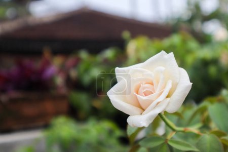 Rosa odorata ist eine Hybridpflanze der Gattung Rosa, die in Yunnan im Südwesten Chinas beheimatet ist..