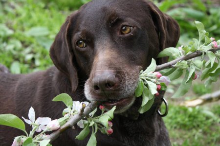 Photo for Cute dog holding a spring apple branch with blossoms. This heartwarming photo captures the irresistible charm of a cute dog as it delicately holds a spring apple branch adorned with blossoms - Royalty Free Image