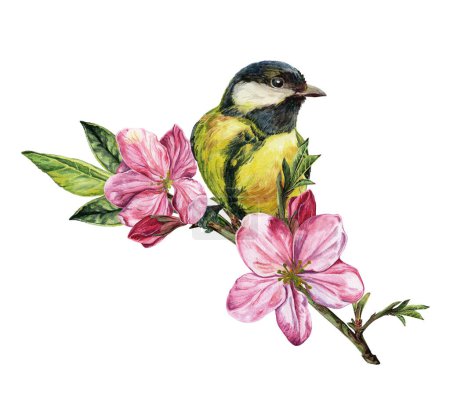 Téléchargez les photos : Oiseau aquarelle jaune printemps sur branche de fleur de cerisier, illustration faite à la main sur fond blanc - en image libre de droit