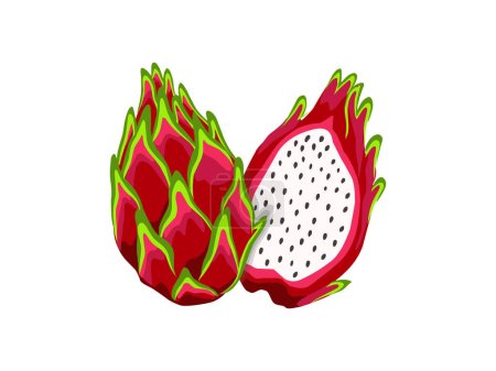 Ilustración de Fruta de dragón partido, ilustraciones de fruta pitaya. Frutas tropicales de verano para un estilo de vida saludable. Fruta del dragón rojo, fruta entera y la mitad. Icono plano de dibujos animados ilustración vectorial aislado en blanco. - Imagen libre de derechos
