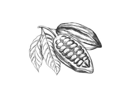 Téléchargez les illustrations : Cacao fruits dessin à la main vecteur isolé - en licence libre de droit