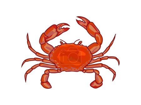 Téléchargez les illustrations : Dessin à la main vecteur crabe rouge, isolé sur blanc - en licence libre de droit