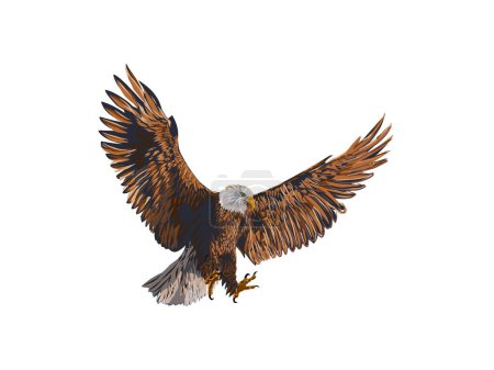 Ilustración de Águila voladora en varios colores, plantilla de logotipo de cetrería, cazador de halcones - Imagen libre de derechos