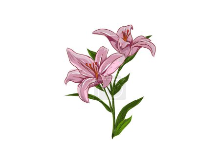 Illustration for Lily floweron white background, vector illustration - Royalty Free Image