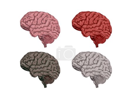 Illustration for Brain vector collections. ready to print. - Royalty Free Image