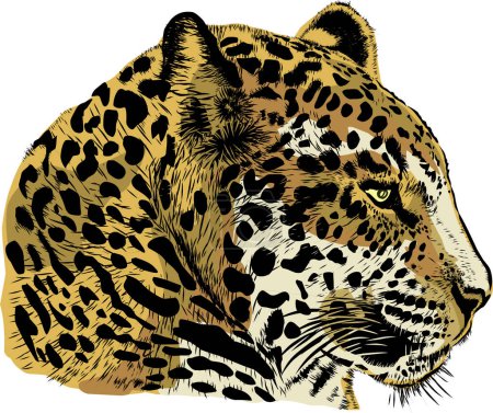 Ilustración de Ilustración vectorial de leopardo salvaje - Imagen libre de derechos