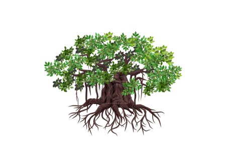 Illustration for Giant banyan tree and roots illustrations - Royalty Free Image