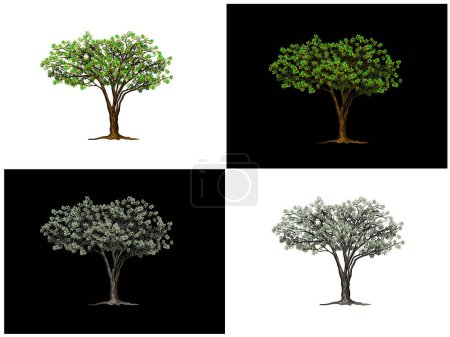 Illustration for Set of African Acacia trees extracted and isolated on white and black background - Royalty Free Image
