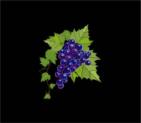 Téléchargez les photos : Raisins de vin en arrière-plan noir. illustrations de fruits frais - en image libre de droit