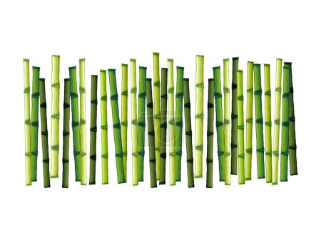 Illustration for Groups of bamboo poles isolated on white - Royalty Free Image