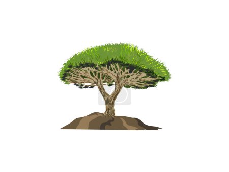 hand drawing of dragon blood tree. colors vector image