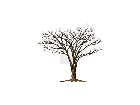 Téléchargez les illustrations : Dessin à la main détaillé sécheresse acacia arbre, vecteur isolé sur blanc - en licence libre de droit